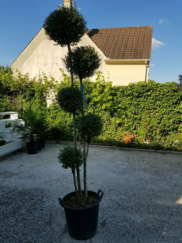 Ligustrum pompon 1M80/2M