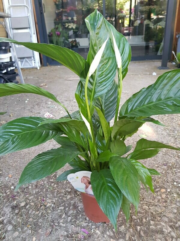 Spathiphyllum