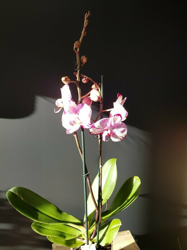 Phalaenopsis 2 branches