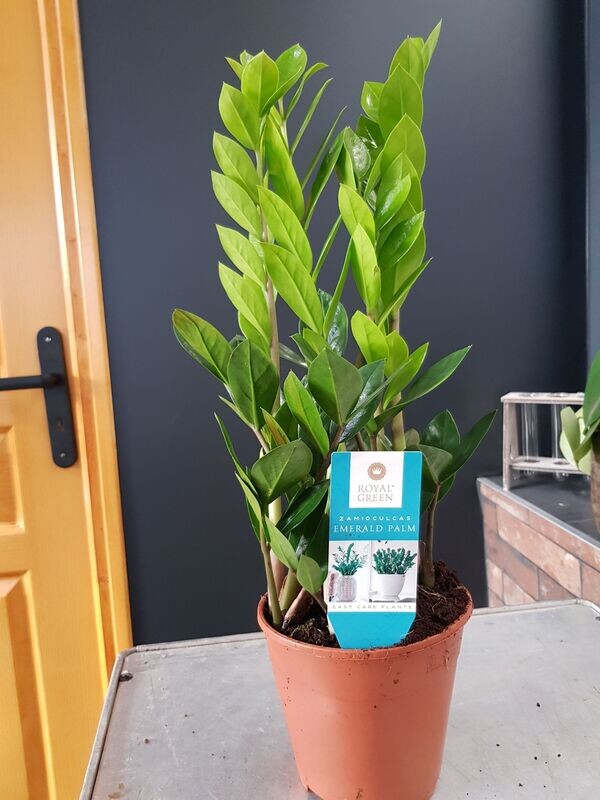 Zamioculcas