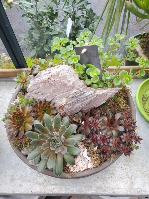 Sempervivum