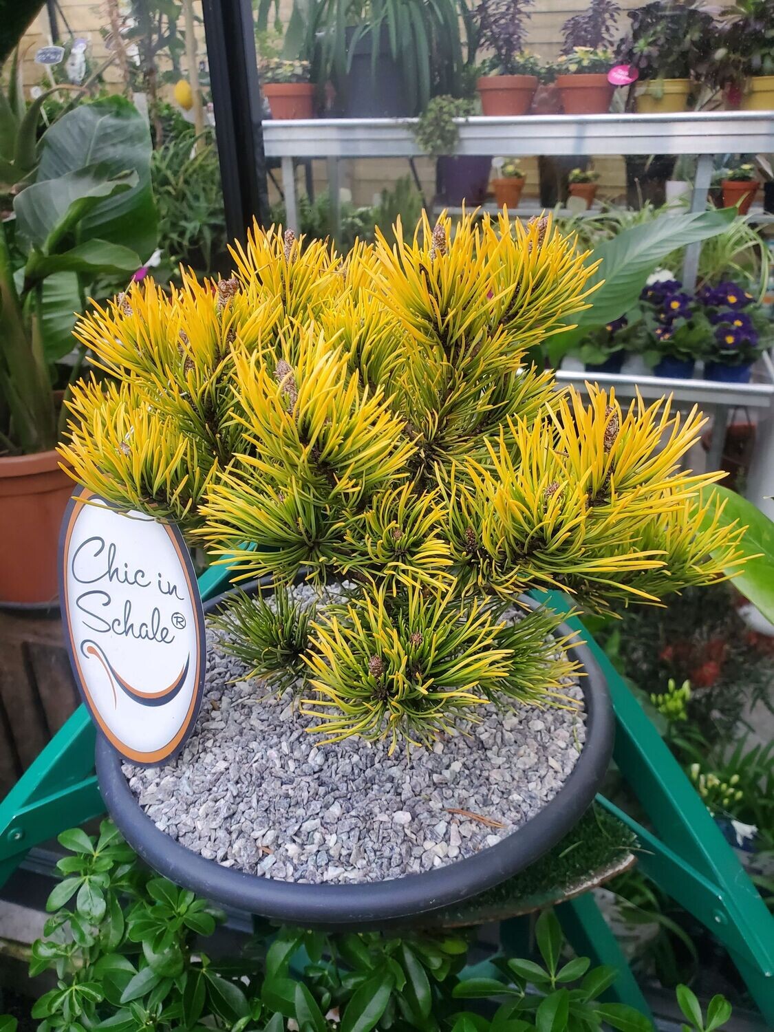 Coupe conifère "Chic in Schale"