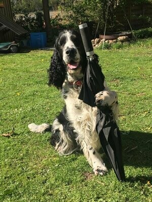TrickDog