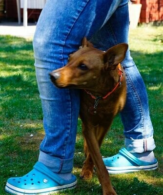 DogDance