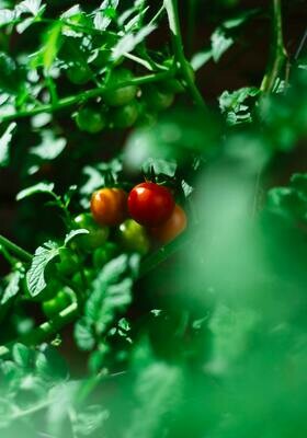 Tomatoes