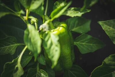 Peppers