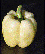 Bianca - 4 inch pot