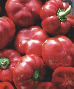Red Pimento - 4 inch pot