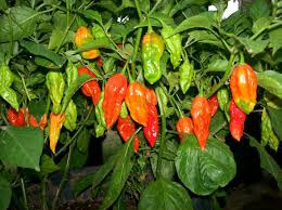 Ghost Pepper (Naga Jalokia) - 4 inch pot