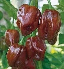 Habanero Brown - 4 inch pot