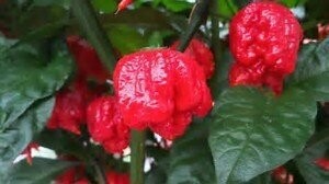 Carolina Reaper - 4 inch pot