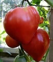 Cuore Di Bue - 4 inch pot