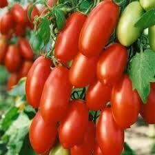 San Marzano - 4 inch pot