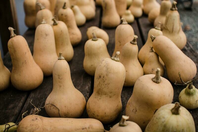 Butternut Squash - 4 inch pot