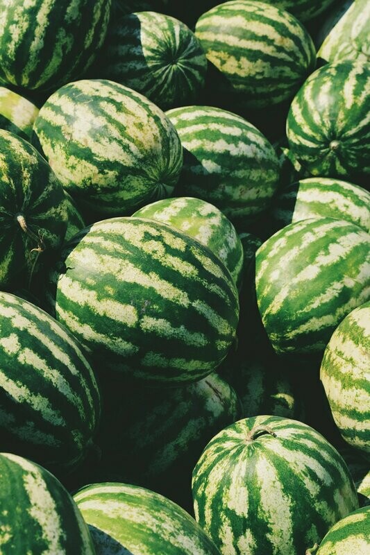 Watermelon - 4 inch pot