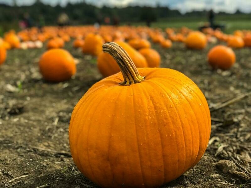 Jack-O-Lantern - 4 inch pot