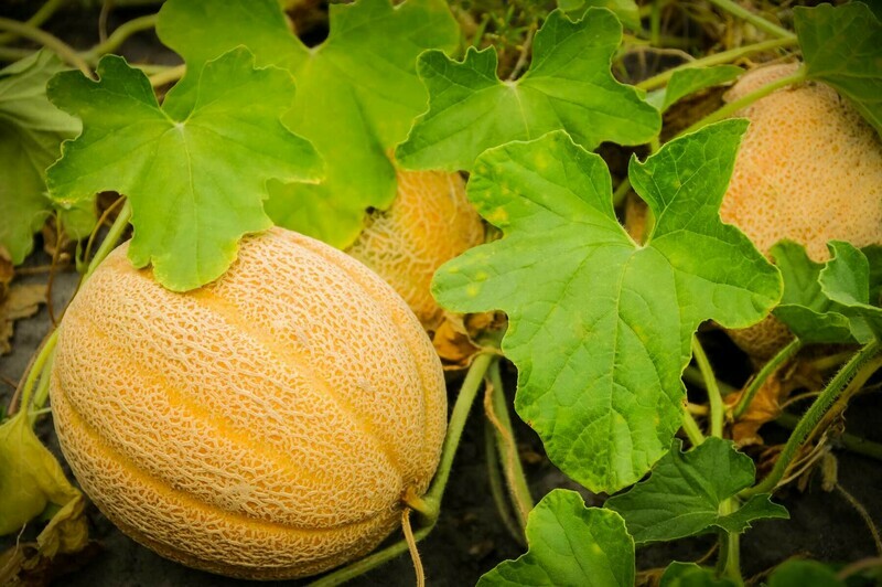 Cantaloupe - 4 inch pot