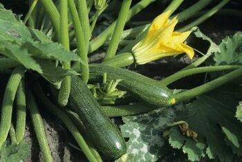 Zucchini - 4 inch pot