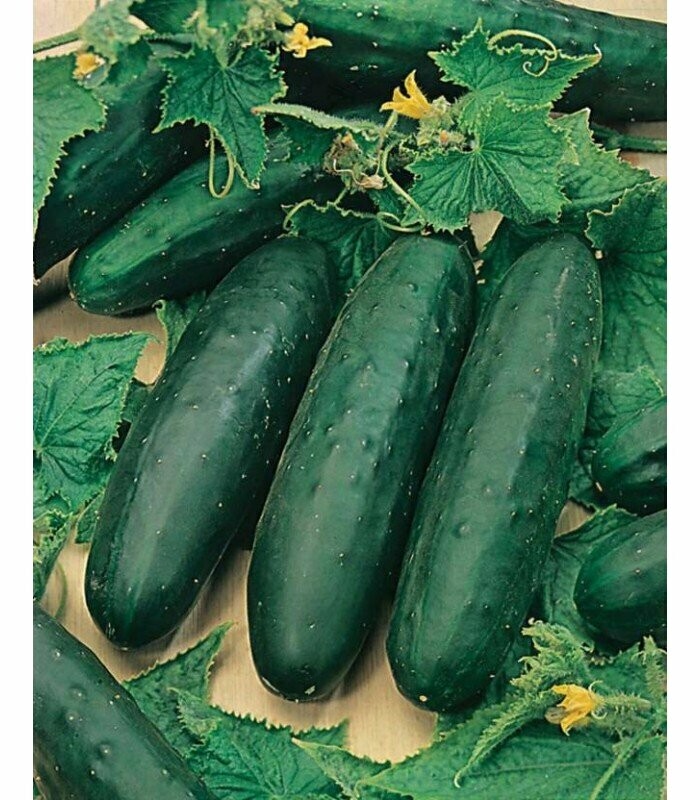 Long Cucumber - 4 inch pot
