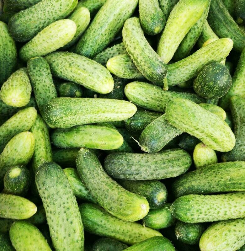 Short Cucumber - 4 inch pot