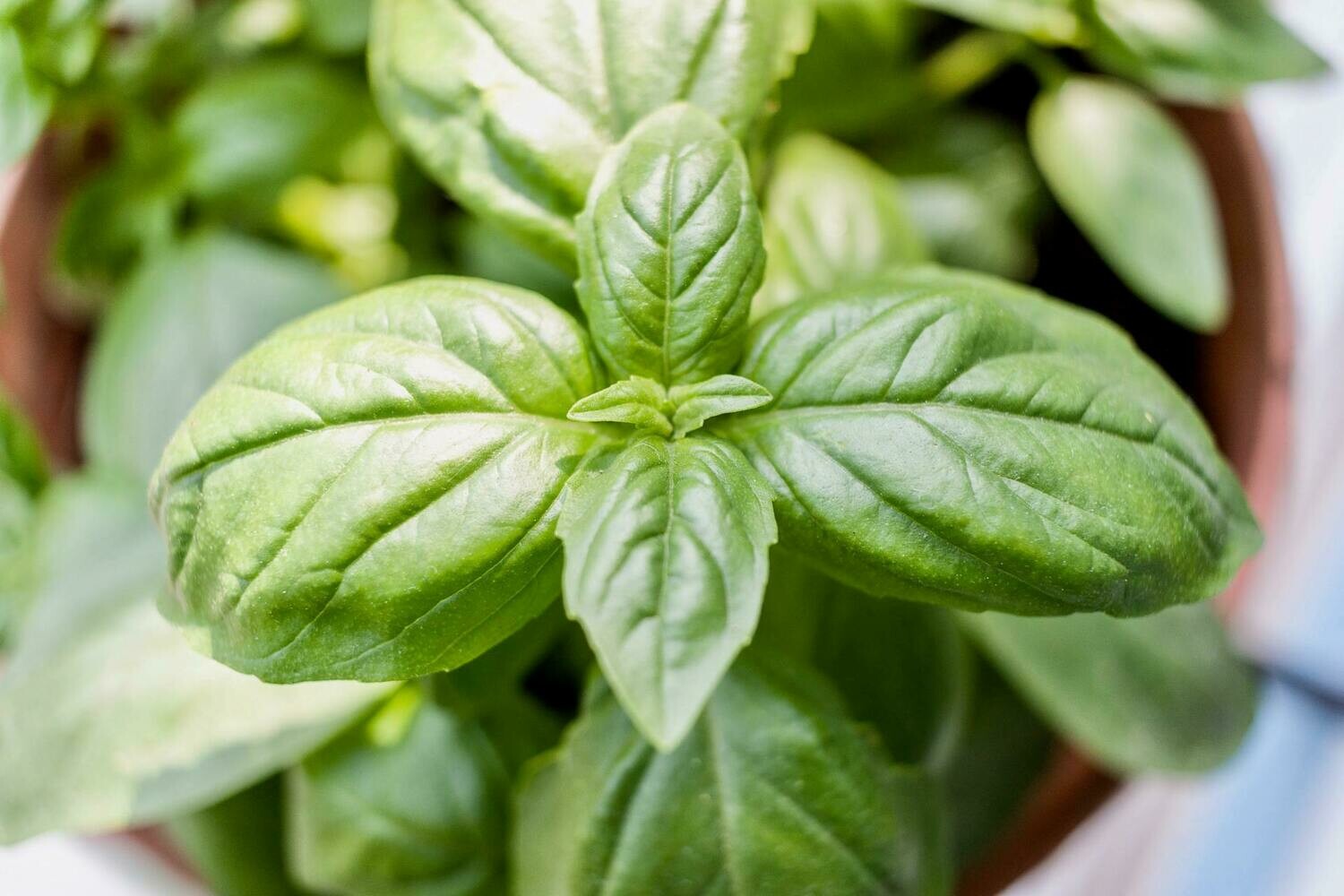 Genovese Basil - 4 inch pot