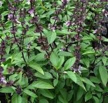 Thai basil - 4 inch pot