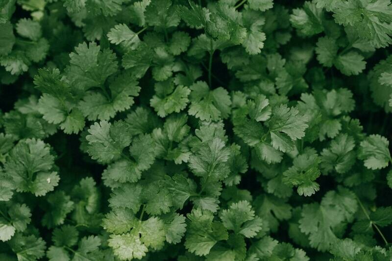 Parsley - 4 inch pot