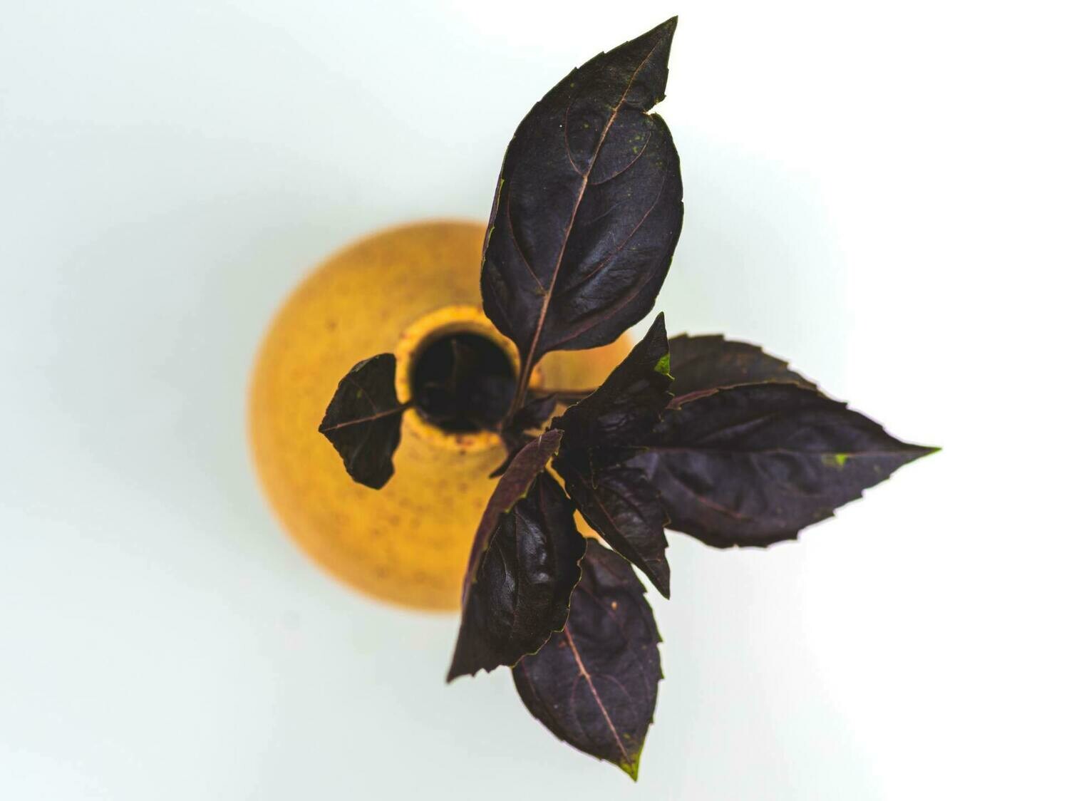 Purple Basil - 4 inch pot