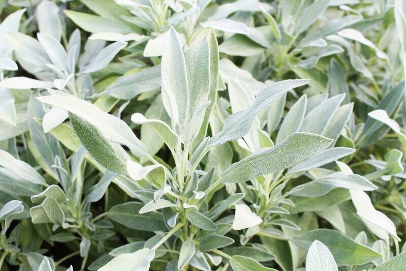 Sage - 4 inch pot