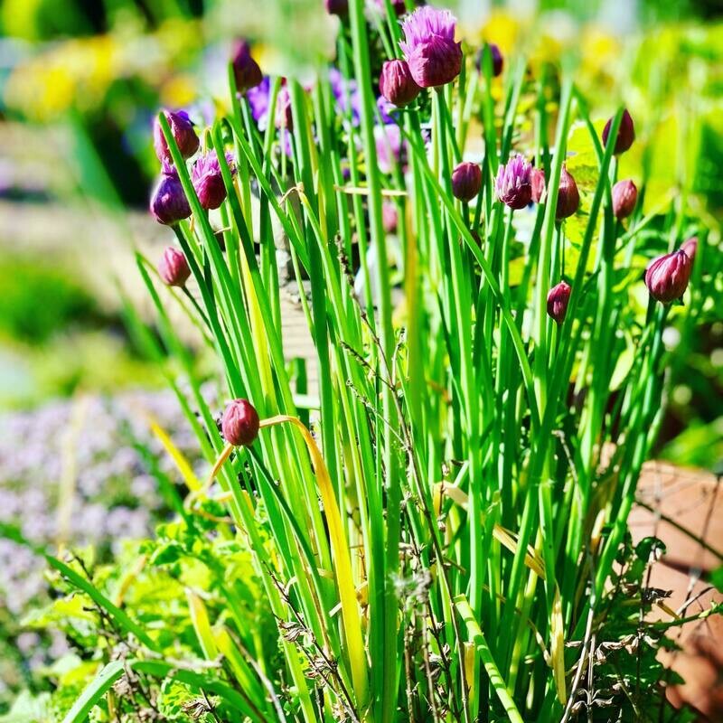 Chives