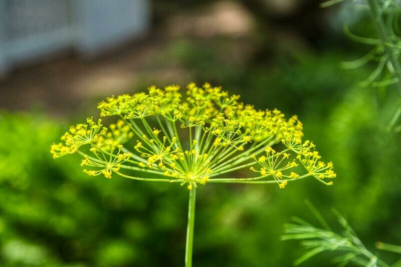 Dill - 4 inch pot