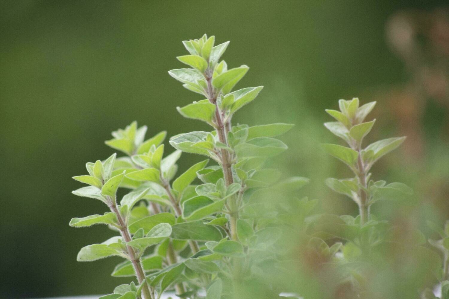 Oregano - 4 inch pot