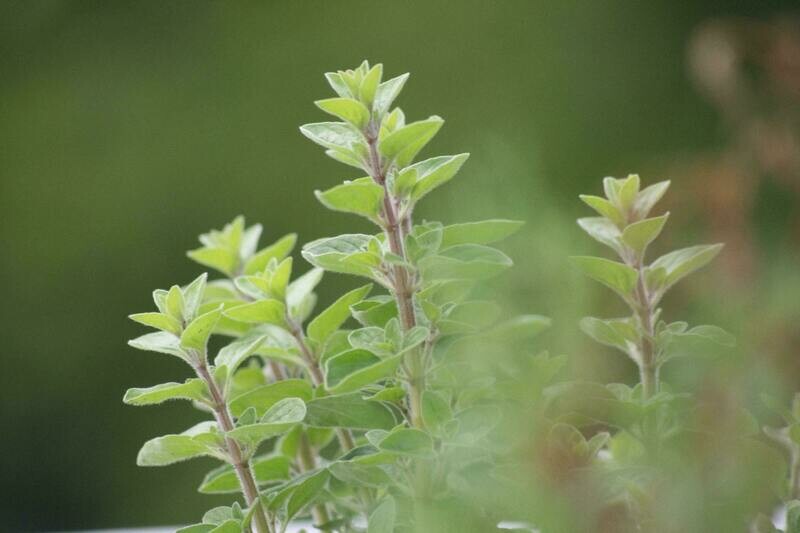Oregano - 4 inch pot