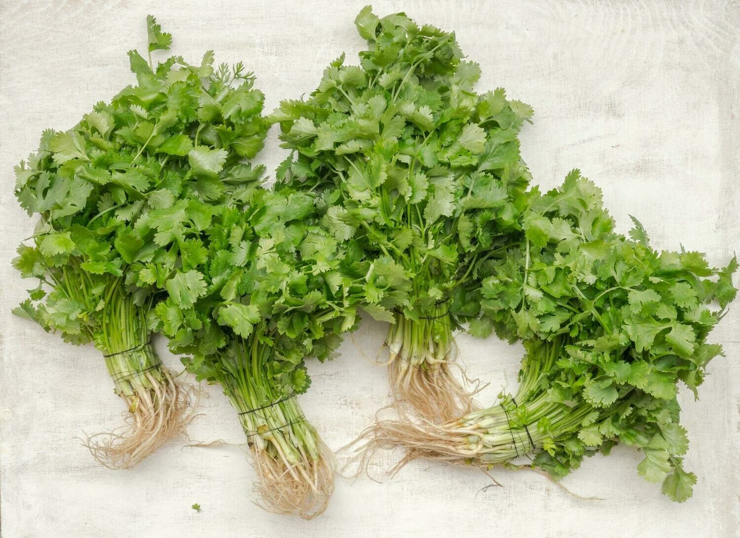 Cilantro - 4 inch pot
