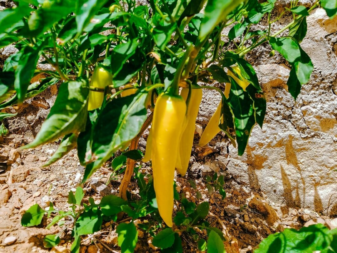 Hot Banana
