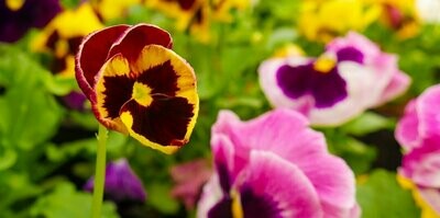Flowers