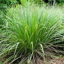 Lemon Grass - 4 inch pot