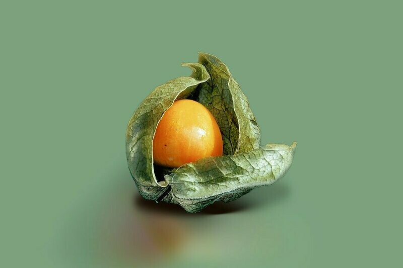 Ground Cherry - 4 inch pot