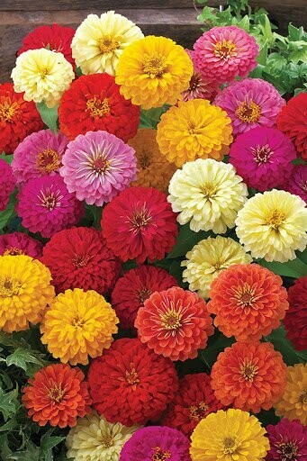 Zinnia - Preciosa Mix- 4 pack