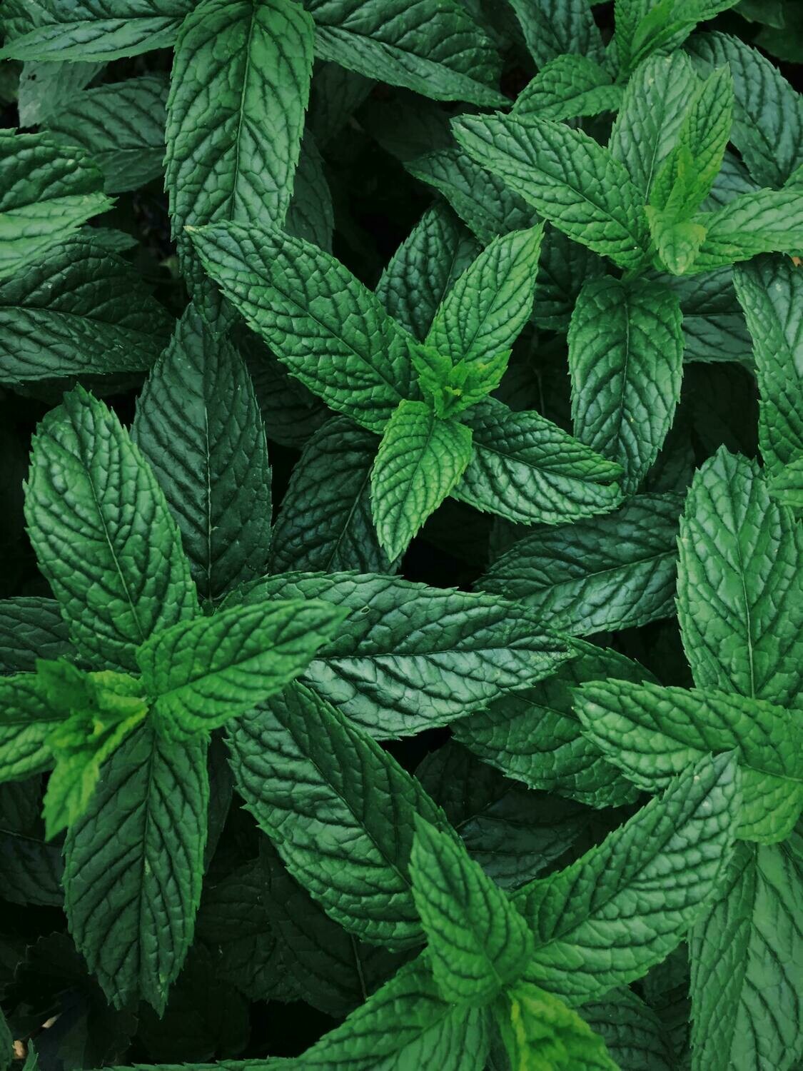 Mint - 4 inch pot