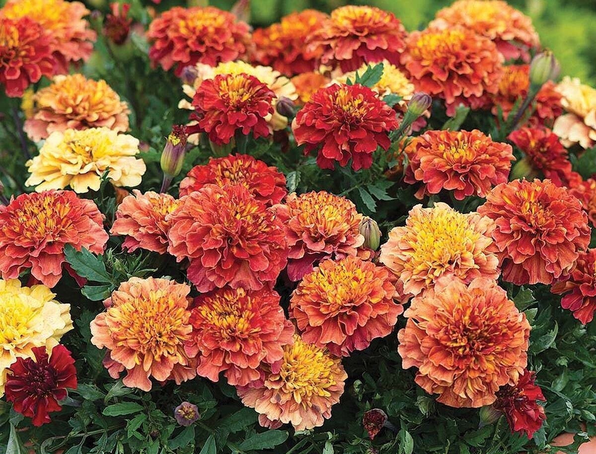 Marigold - Strawberry Blonde- 4 pack