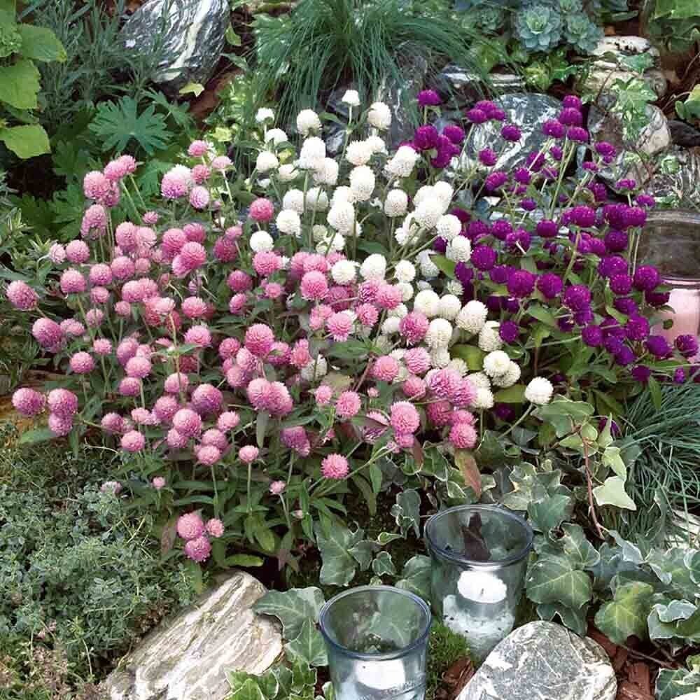 Gomphrena - 4 pack