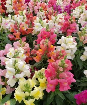 Snapdragon Rocket Mix - 4 pack