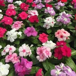 Vinca Mix - 4 pack