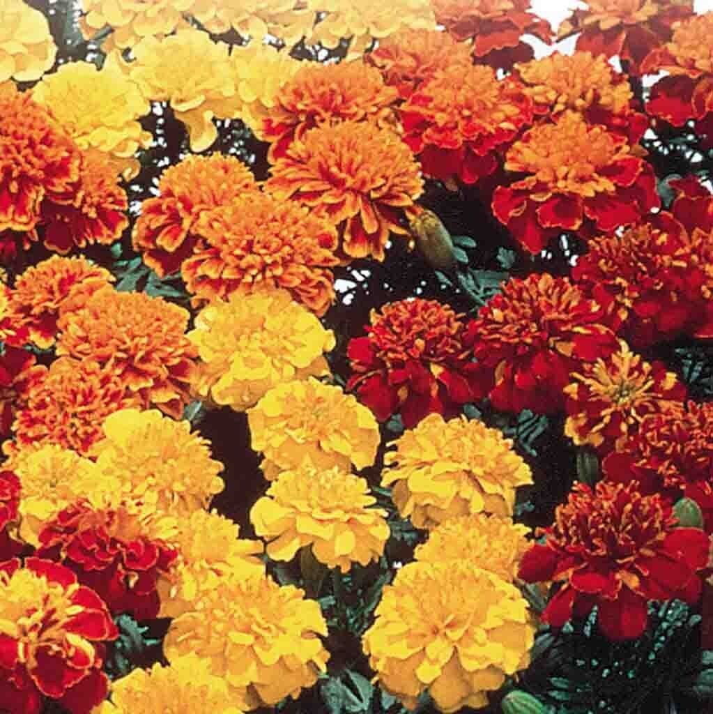 Marigold - Super Hero - 4 pack