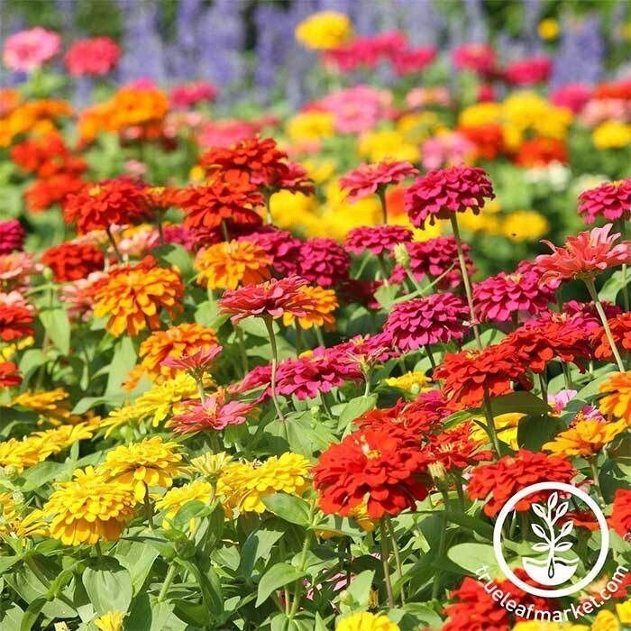 Zinnia - State Fair Mix- 4 pack
