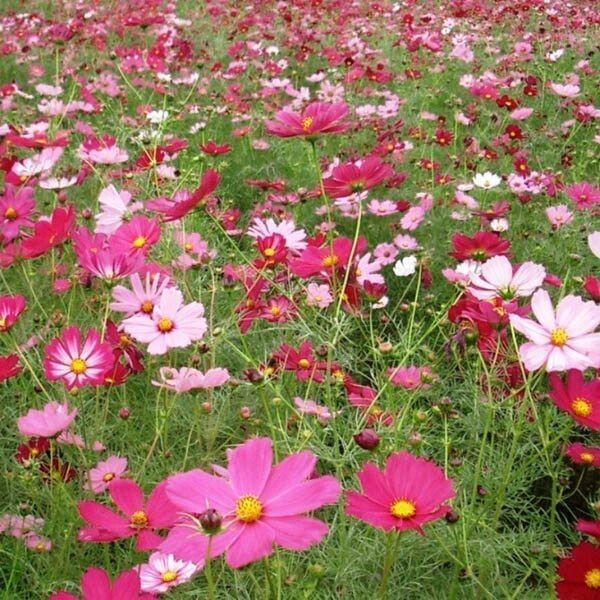 Cosmos - Casonova  Mix - 4 packs