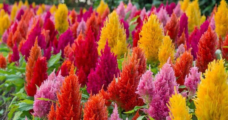 Celosia Fresh Look - 4 pack