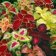 Coleus - Rainbow Mix - 4 pack