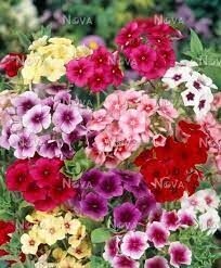 Phlox - Tapastry mix - 4 pack